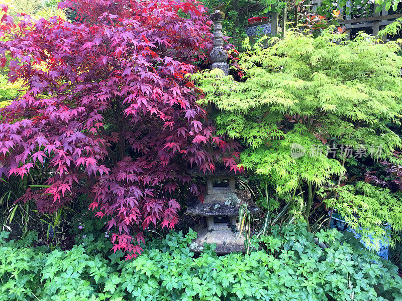 古老的灰色花岗岩石头日本灯笼塔的形象在夏季东方花园覆盖苔藓和地衣，在禅宗风格的景观日本花园，佛教五层塔由红枫/槭树与绿色的切割叶子